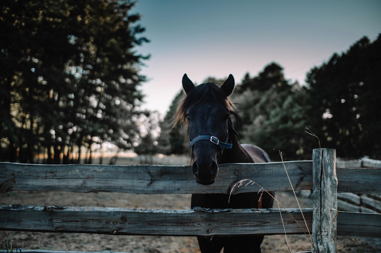 horse, animal, equine, head, equestrian, farm, farm animal, farm yard, fence, wildlife, nature, horse, horse, horse, horse, horse