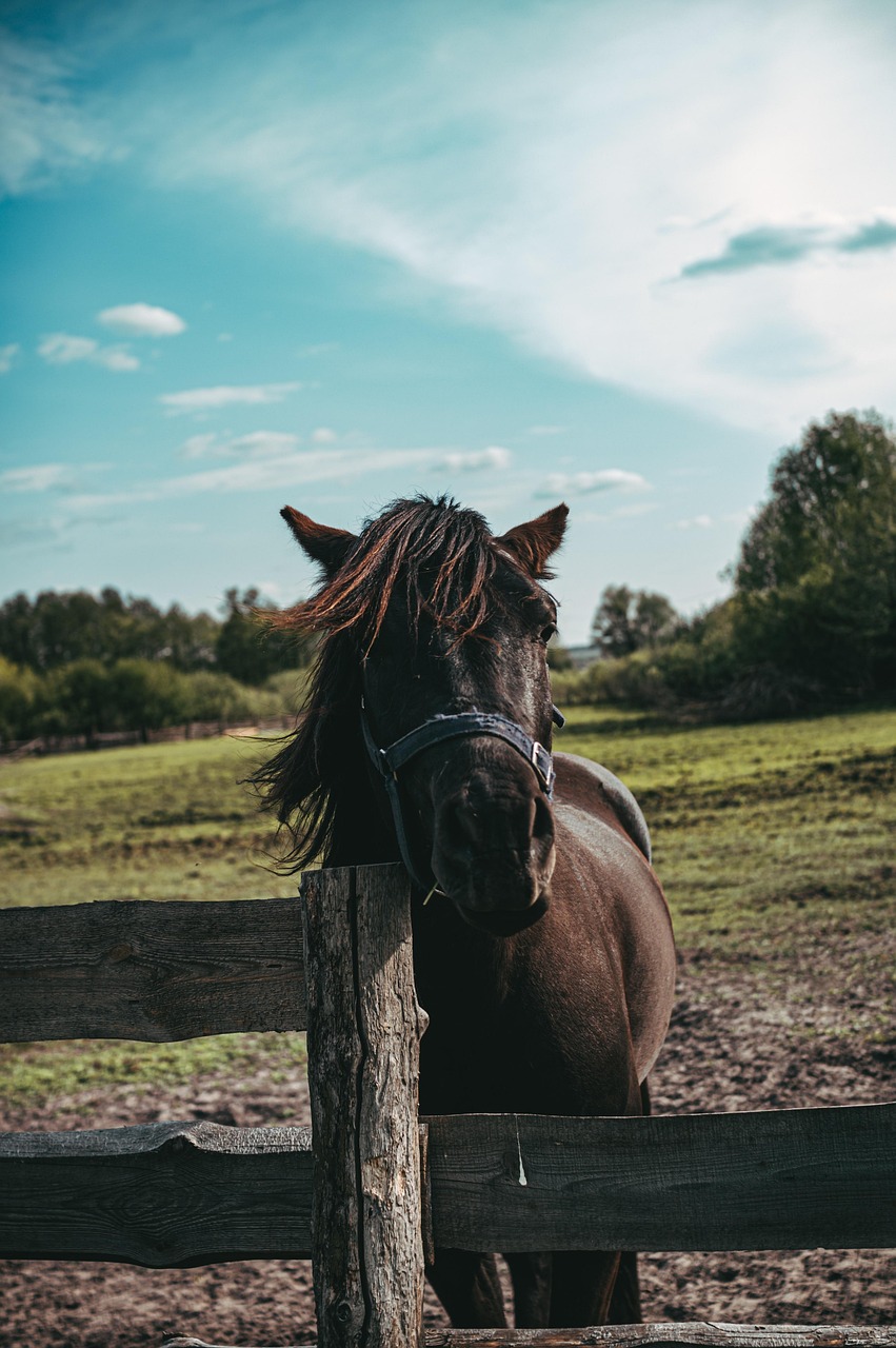 horse, equine, equestrian, mammal, nature, animal