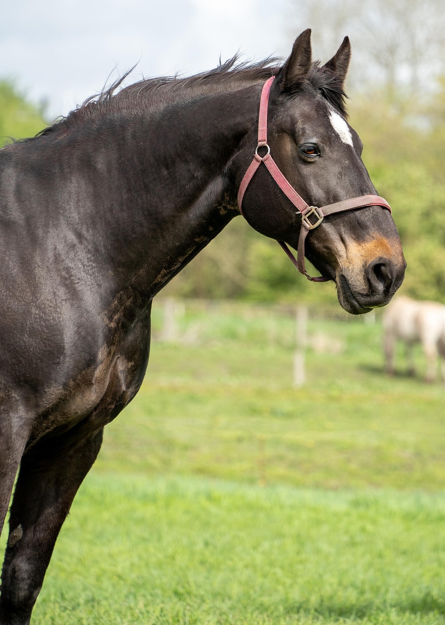 horse, nature, equine, equestrian, jump, main, animals, pets, portrait