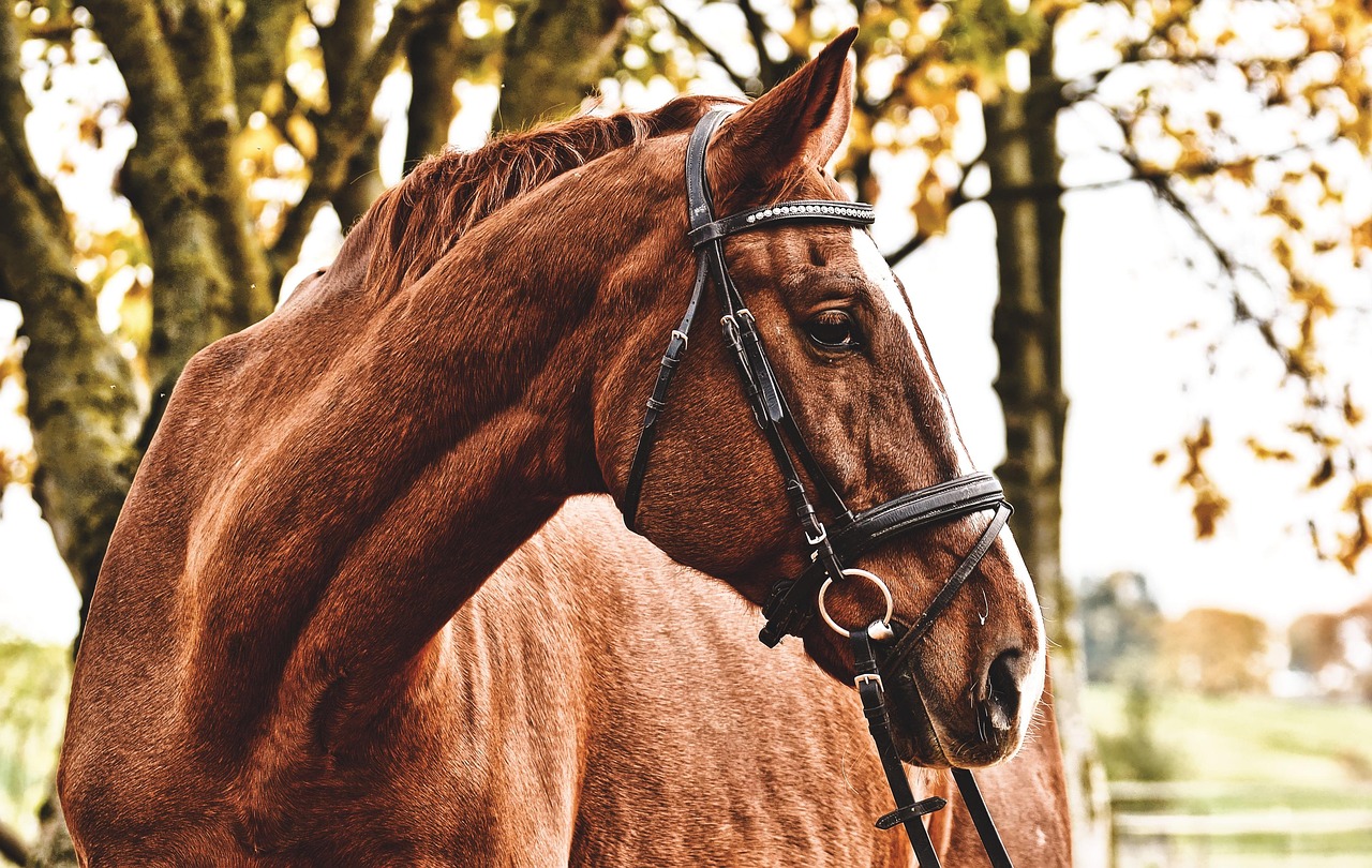 horse, animal, mammal, stall, ride, stallion, nature, species