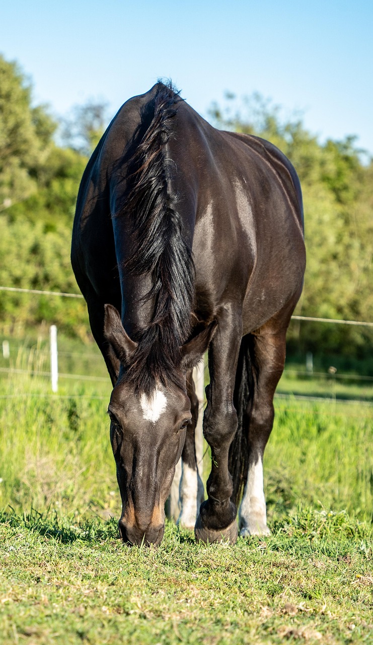 horse, equine, equestrian, grass, outdoor, animal, nature